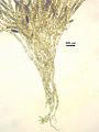 Feldmannia lebelii4
